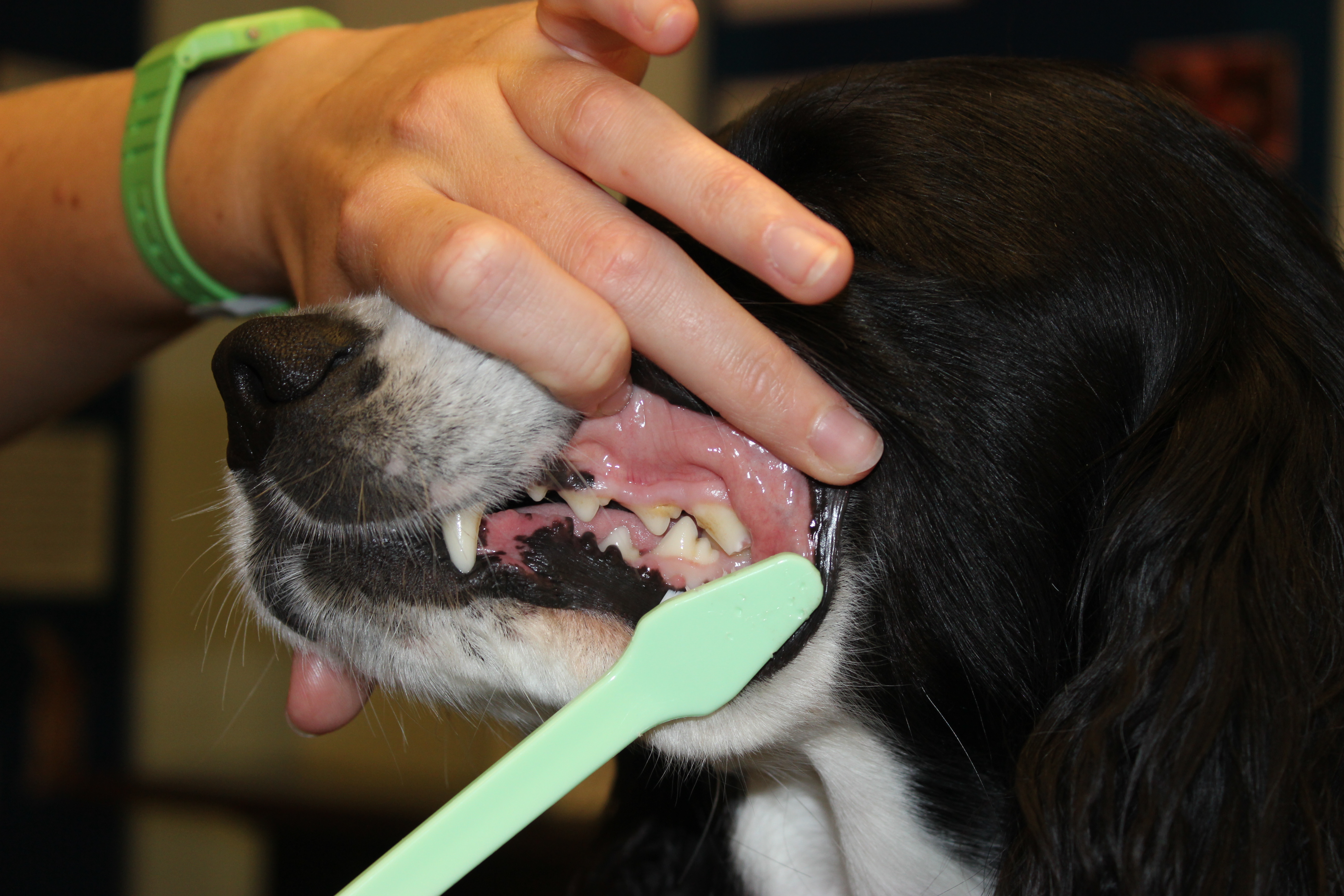 Brushing teeth is the most effective aid to good dental health